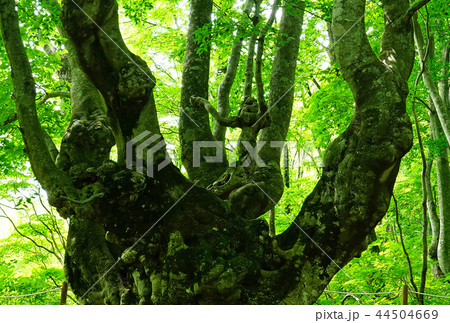 獅子ヶ鼻湿原 東北 秋田県 獅子ヶ鼻湿原 東北 秋田県 44504669