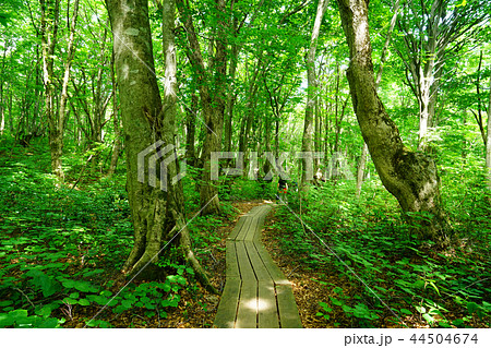 獅子ヶ鼻湿原 東北 秋田県 獅子ヶ鼻湿原 東北 秋田県 44504674