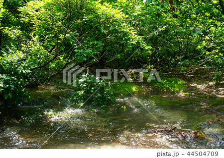 獅子ヶ鼻湿原　東北　秋田県 44504709