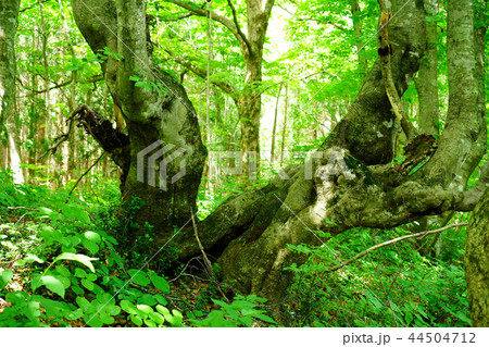 獅子ヶ鼻湿原 東北 秋田県 獅子ヶ鼻湿原 東北 秋田県 44504712