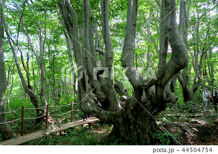 獅子ヶ鼻湿原 東北 秋田県 獅子ヶ鼻湿原 東北 秋田県 44504754
