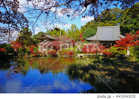 長岳寺　紅葉　奈良県 44504920