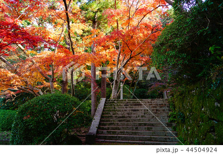 長岳寺 紅葉 奈良県 長岳寺 紅葉 奈良県 44504924