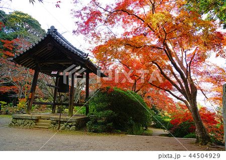 長岳寺　紅葉　奈良県 44504929