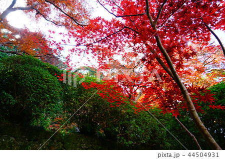 長岳寺　紅葉　奈良県 44504931