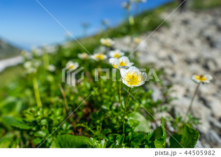 黒部立山に咲き誇る、高山植物チングルマ(富山県中新川郡立山町)※作品コメント欄に撮影位置あり 黒部立山に咲き誇る、高山植物チングルマ(富山県中新川郡立山町)※作品コメント欄に撮影位置あり 44505982