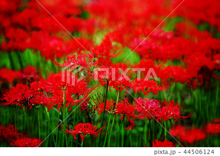 赤く染まった、ヒガンバナの花 赤く染まった、ヒガンバナの花 44506124