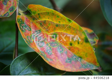 柿の葉 柿の葉 44506218