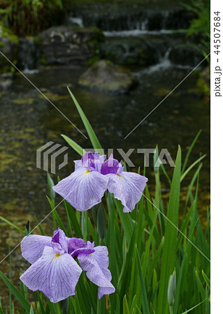 雨に濡れる花菖蒲 雨に濡れる花菖蒲 44507684