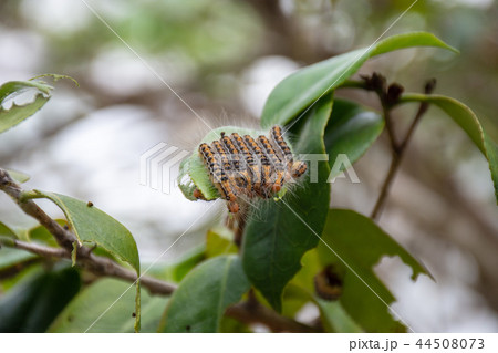 椿の葉についたチャドクガ 44508073