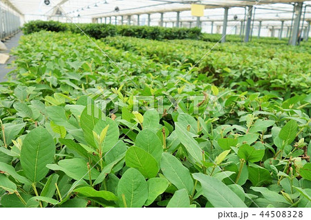 グアバ茶の栽培 果実 グアバ茶の栽培 果実 44508328