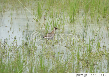 ムナグロ ムナグロ 44508419