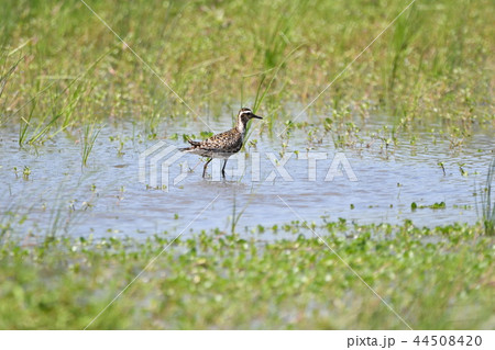 ムナグロ 44508420