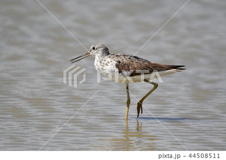 アオアシシギ 44508511