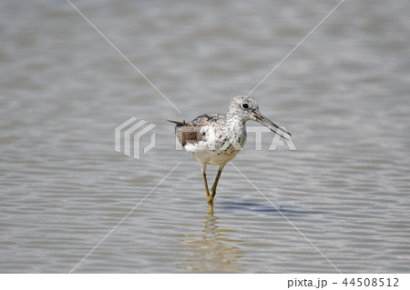 アオアシシギ アオアシシギ 44508512