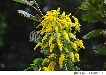 セイタカアワダチソウ（背高泡立草） 44508584