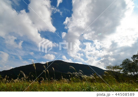 ススキ咲く箱根湿生花園 44508589