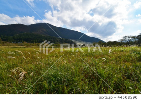秋の箱根湿生花園 秋の箱根湿生花園 44508590