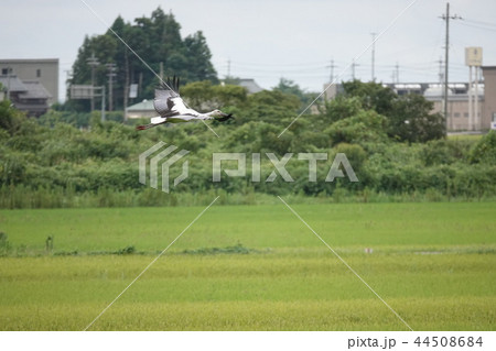 コウノトリ 44508684
