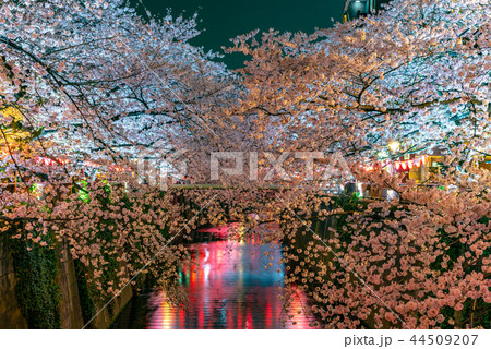 (東京都)目黒川の桜 賑やかな雰囲気 (東京都)目黒川の桜 賑やかな雰囲気 44509207