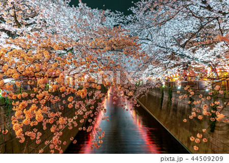 (東京都)目黒川の桜 賑やかな雰囲気 (東京都)目黒川の桜 賑やかな雰囲気 44509209