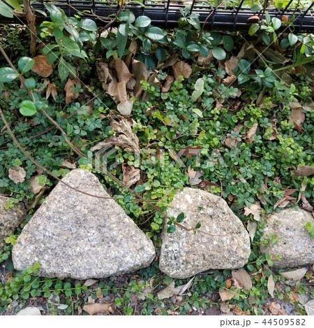 石 石 44509582