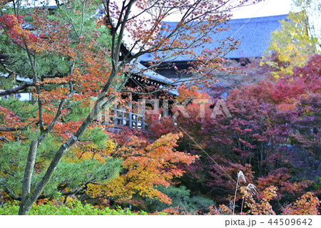 臥雲橋と紅葉 44509642