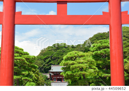 鎌倉・鶴岡八幡宮 44509652