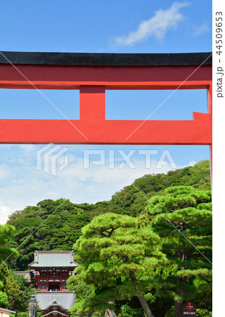 鎌倉・鶴岡八幡宮 44509653