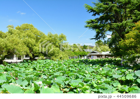 鎌倉・鶴岡八幡宮 44509686