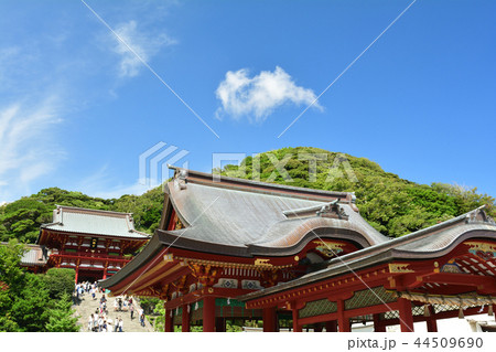 鎌倉・鶴岡八幡宮 44509690