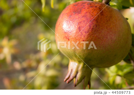 Pomegranate fruit on the branch of a tree Pomegranate fruit on the branch of a tree 44509773