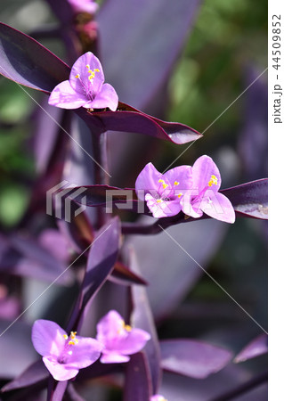 セトクレアセア(紫御殿) セトクレアセア(紫御殿) 44509852