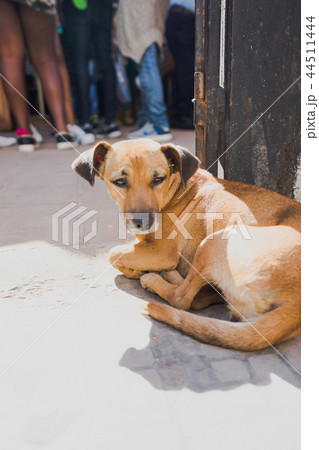 街角で日向ぼっこをする犬 街角で日向ぼっこをする犬 44511444