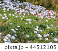 ハナニラ 44512105