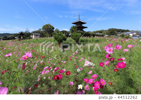 法起寺とコスモス畑 法起寺とコスモス畑 44512262