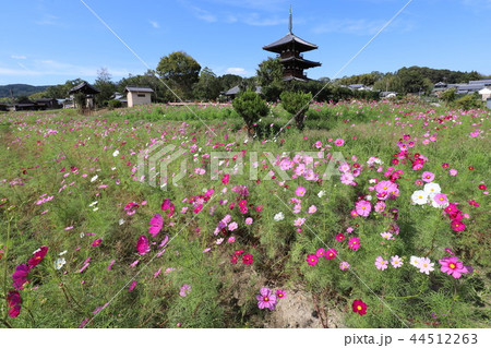 法起寺とコスモス畑 44512263