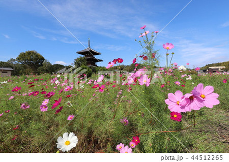 法起寺とコスモス畑 44512265