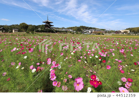 法起寺とコスモス畑 法起寺とコスモス畑 44512359