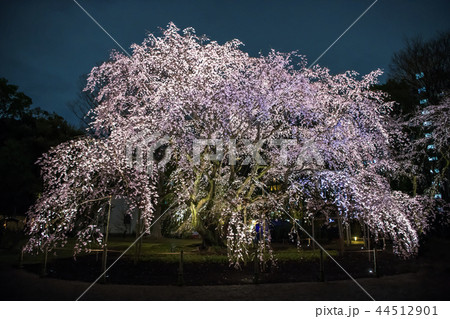 東京 六義園のしだれ桜 夜桜 44512901