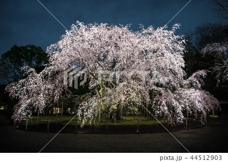 Weeping cherry blossoms of Tokyo Rikugien - Stock Photo