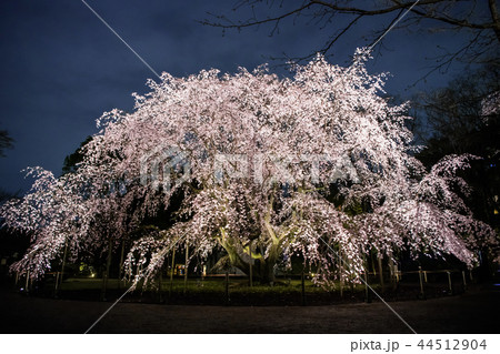 東京 六義園のしだれ桜 夜桜 東京 六義園のしだれ桜 夜桜 44512904