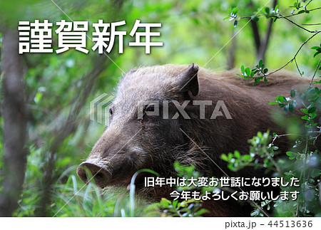 亥年　年賀状 44513636