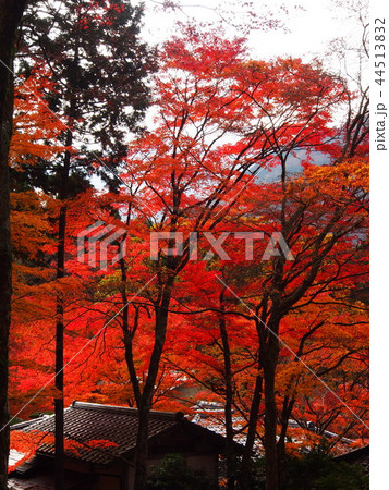 箱根仙石原長安寺の紅葉 箱根仙石原長安寺の紅葉 44513832