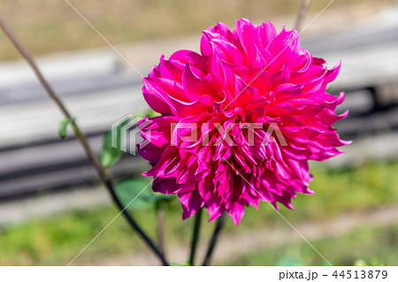 ダリアの花 44513879