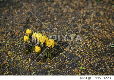 フクジュソウ フクジュソウ 44514223