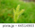 みつまたのエノコログサ 44514903