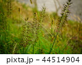 チカラシバ 44514904