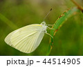 モンシロチョウ 44514905