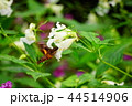ホシホウジャク 44514906